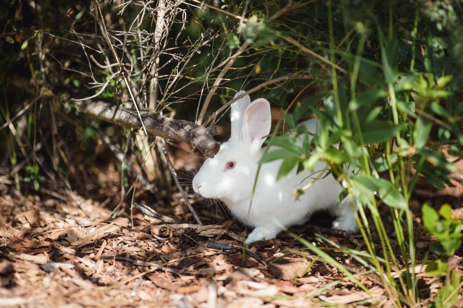 Cruelty-Free-white-rabbit-in-nature-scaled